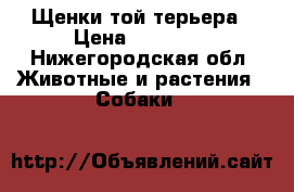 Щенки той терьера › Цена ­ 15 000 - Нижегородская обл. Животные и растения » Собаки   